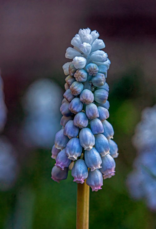 Grape Hyacinth