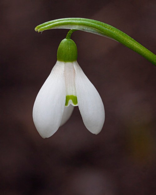 snowdrop