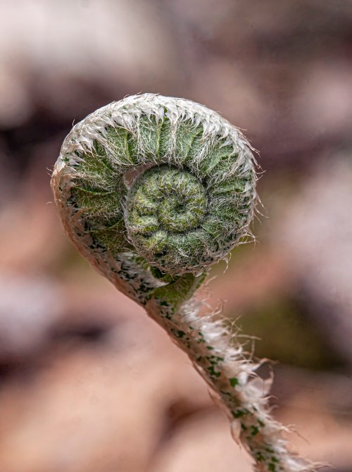 fiddlehead