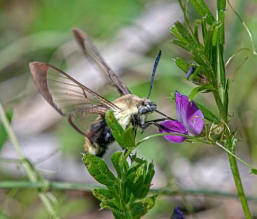Snowberry Clearwing Moth