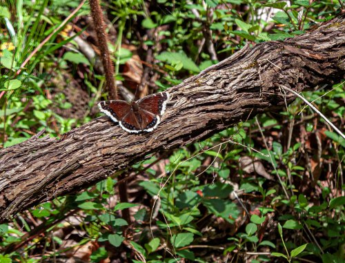 Mourning Cloak