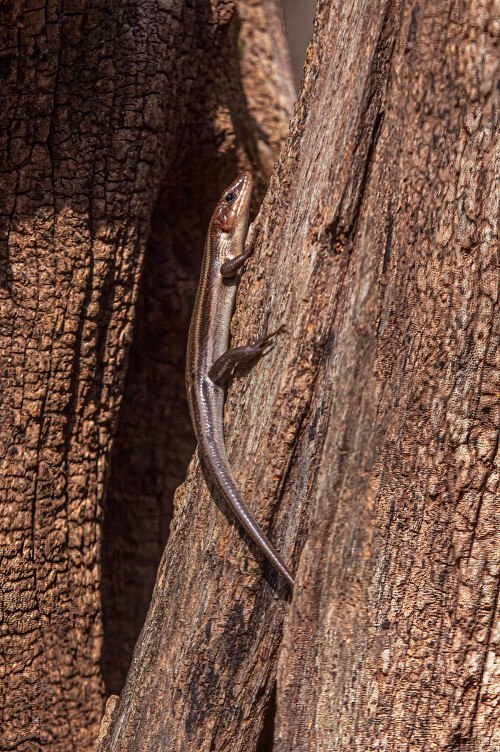 Common Five-lined Skink