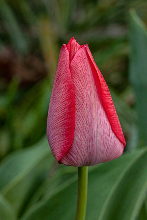 tulip