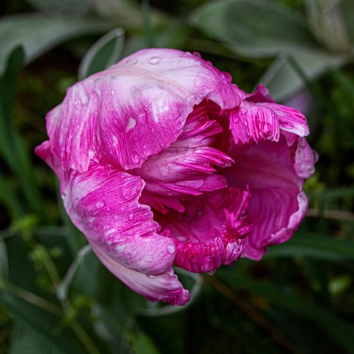 parrot tulip