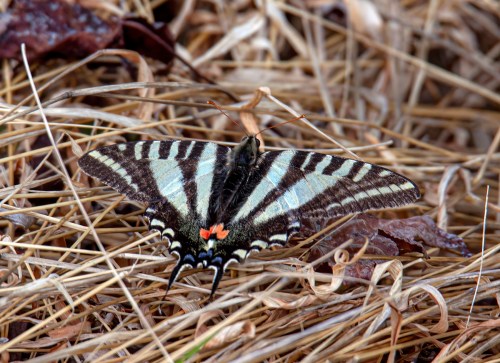 Zebra Swallowtail