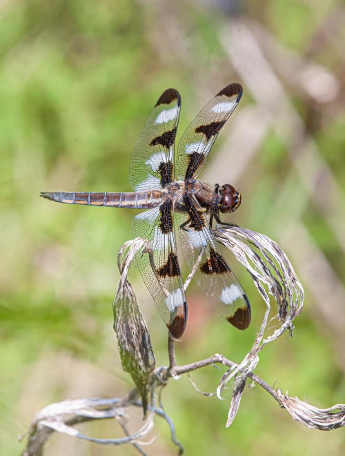 Twelve-spotted Skimmer