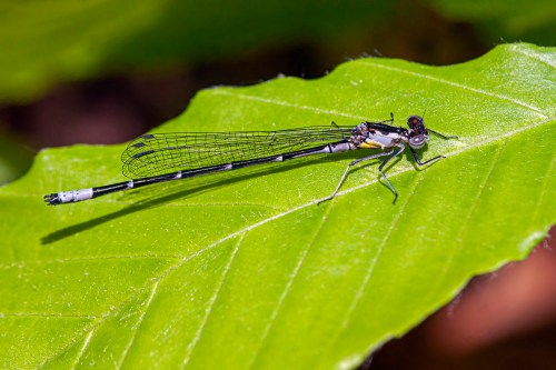 aurora damselfly