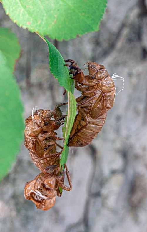 cicada