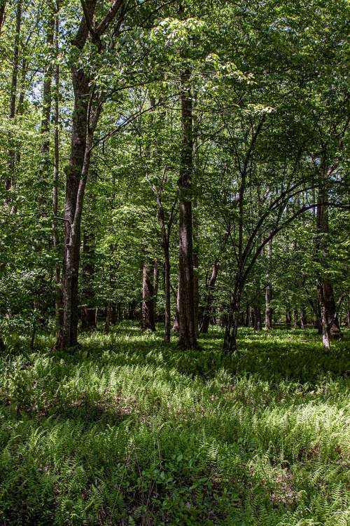 forest ferns