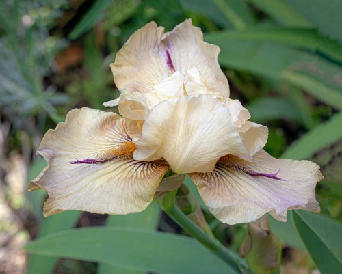 bearded iris