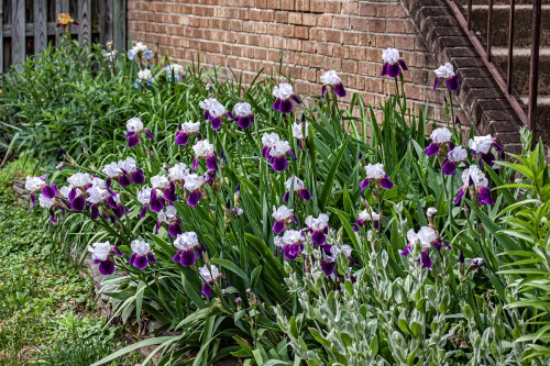 bearded iris