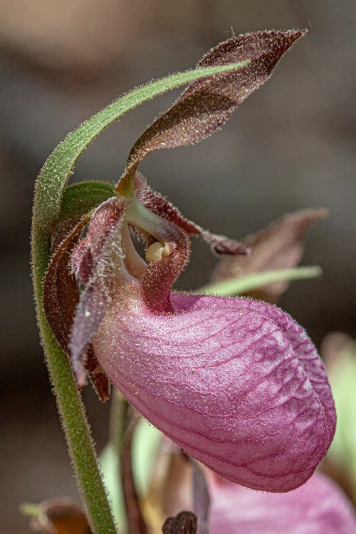 Pink Lady's Slipper