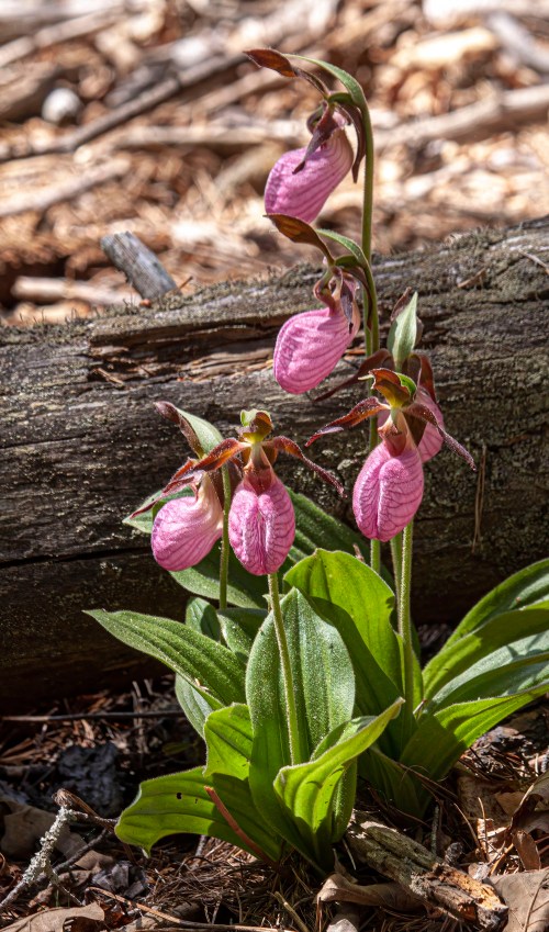 Pink Lady's Slipper