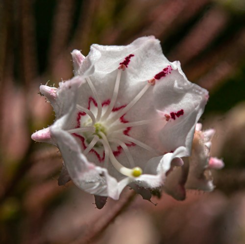 mountain laurel