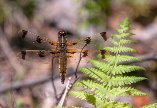Painted Skimmer