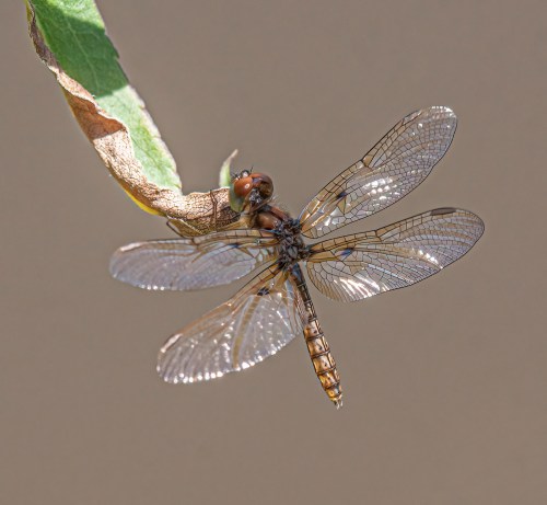Eastern Amberwing