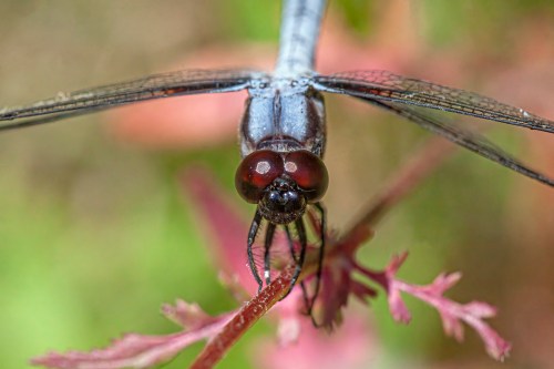 Bar-winged Skimmer