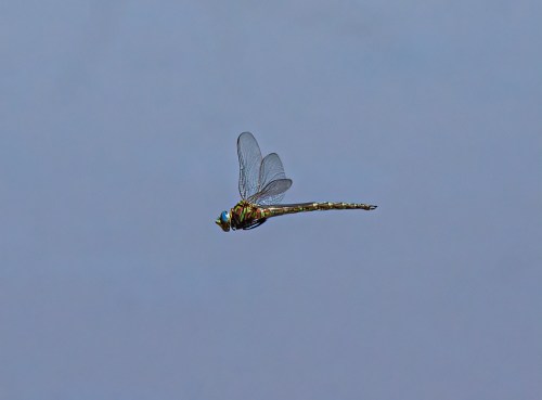 Cyrano Darner
