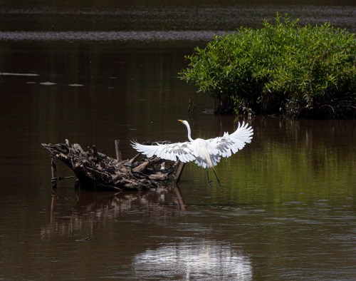 Great Egret