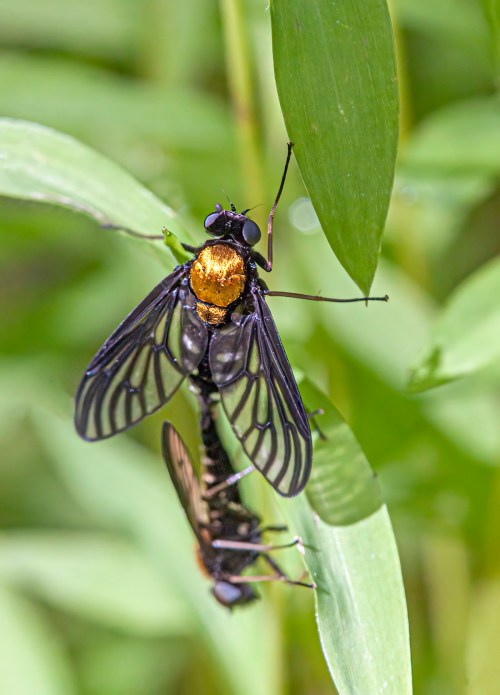 Golden-backed Snipe Fly