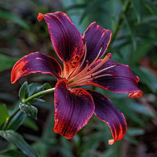 Asiatic lily
