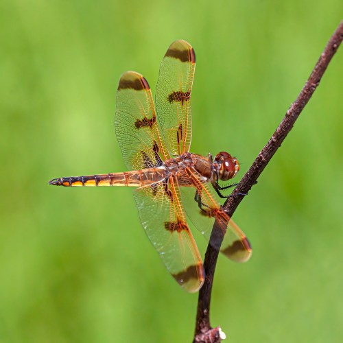 Painted Skimmer