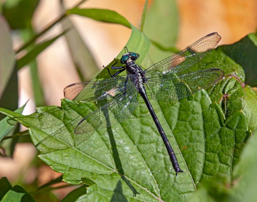 Sable Clubtail