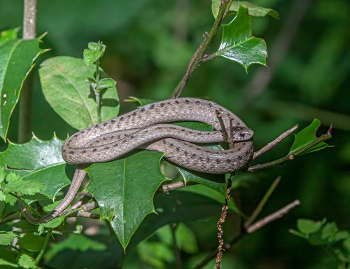 DeKay's Brown Snake