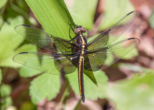 Widow Skimmer