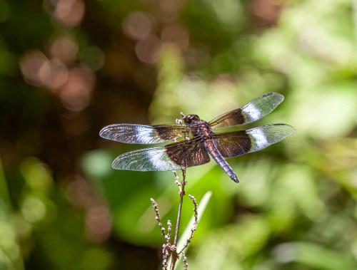 Widow Skimmer