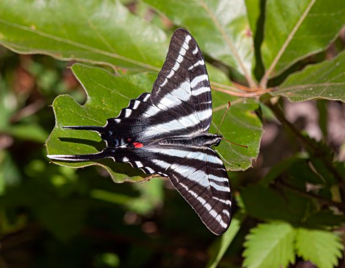 Zebra Swallowtail