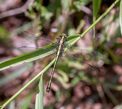 Balck-shouldered Spinyleg
