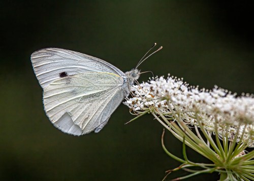 Cabbage White