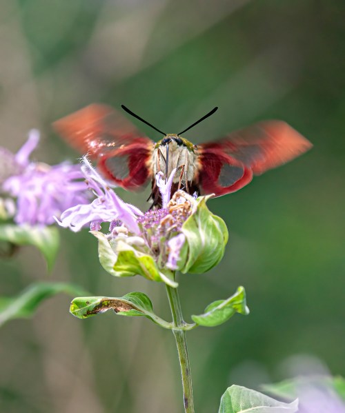Hummingbird Clearwing