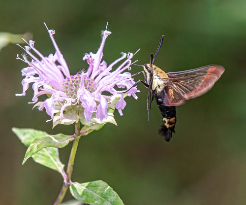 Snowberry Clearwing