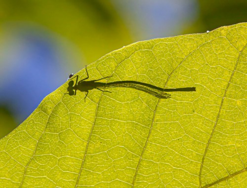 damselfly