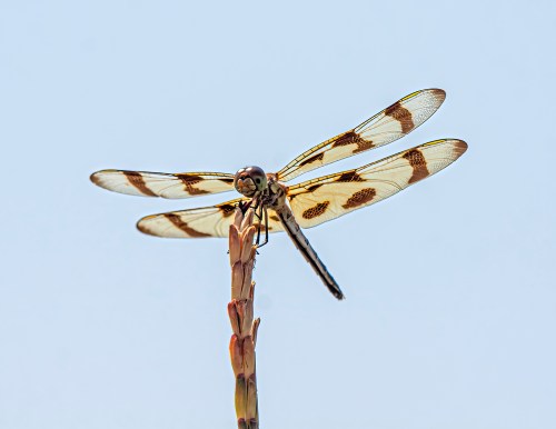 Halloween Pennant
