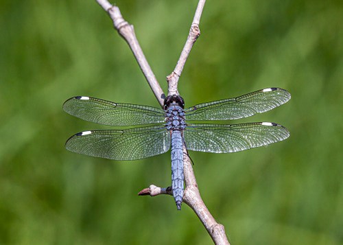 Spangled Skimmer