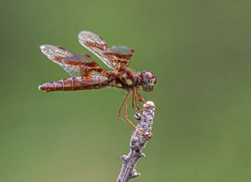 Eastern Amberwing