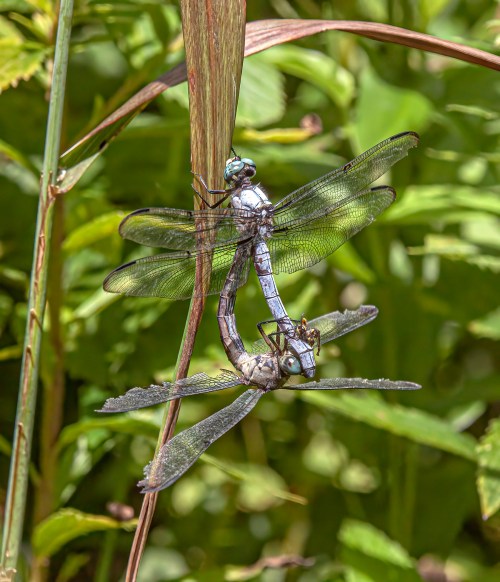 Great Blue Skimmer
