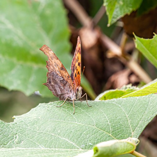 Question Mark butterfly