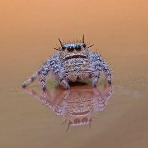 Putnam's Jumping Spider