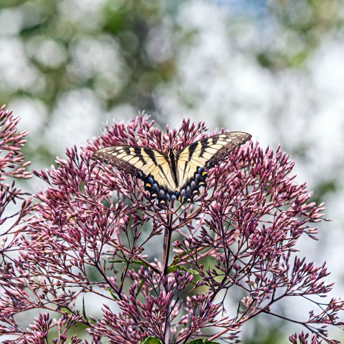 Eastern Tiger Swallowtail