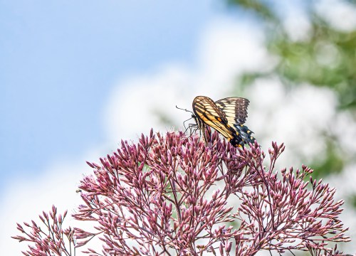 Eastern Tiger Swallowtail