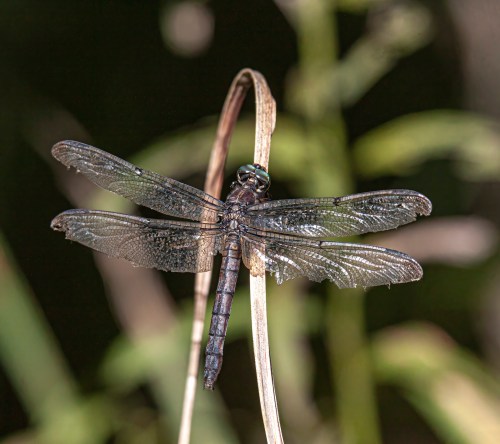 Great Blue Skimmer