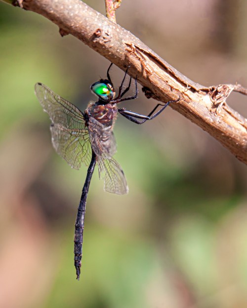 Fine-lined Emerald