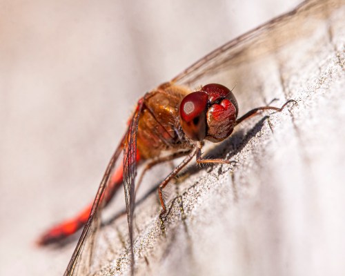 Autumn Meadowhawk