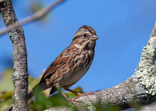 Song Sparrow
