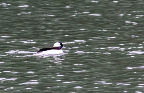 bufflehead