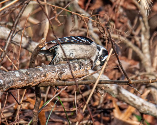 Downy Woodpecker
